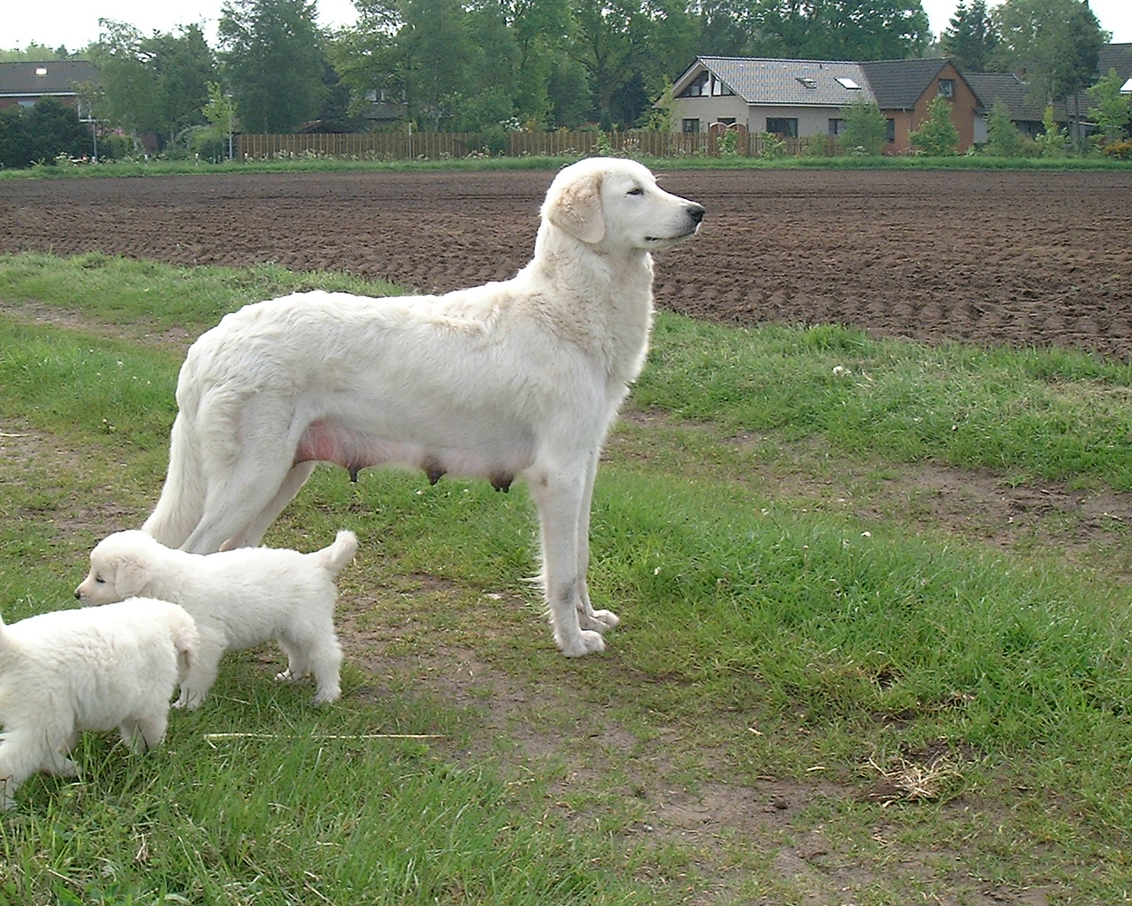 Merle mit Wurf