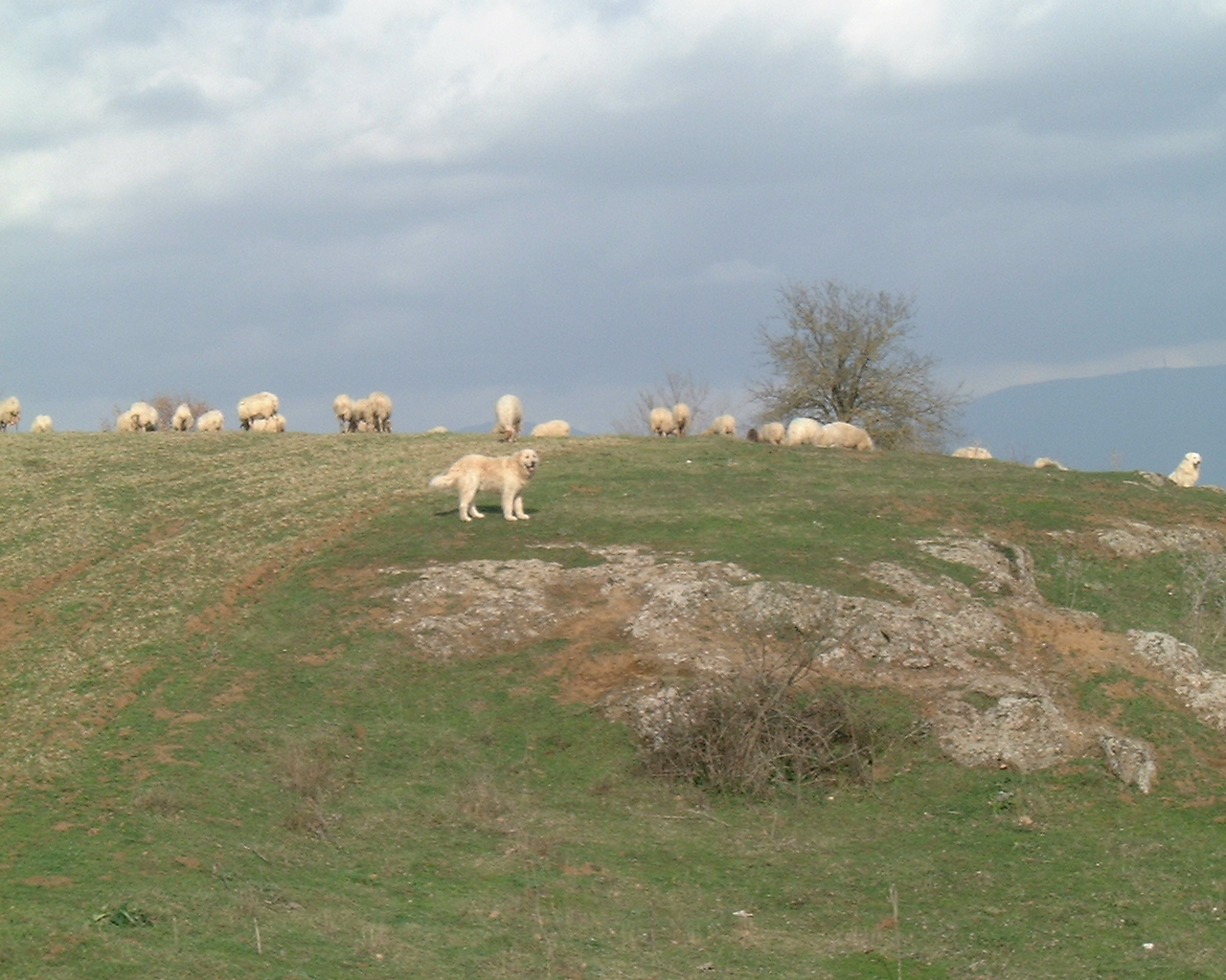 Der Großvater von Leone bei der Arbeit in Viterbo