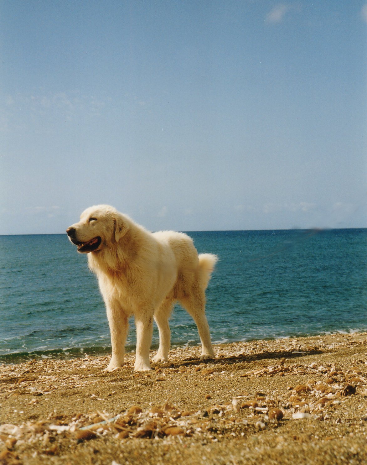 Argante am Strand